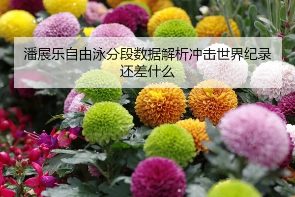 潘展乐自由泳分段数据解析冲击世界纪录还差什么