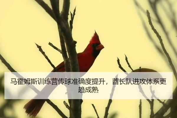 马霍姆斯训练营传球准确度提升，酋长队进攻体系更趋成熟